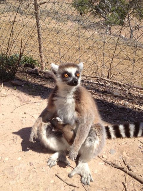 El grupo de lémures de cola anillada de Terra Natura Murcia aumenta con un nuevo nacimiento - 1, Foto 1