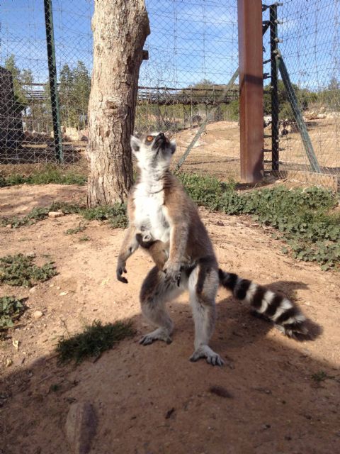 El grupo de lémures de cola anillada de Terra Natura Murcia aumenta con un nuevo nacimiento - 2, Foto 2