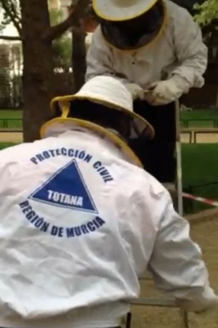 Protección Civil retira dos enjambres en diferentes zonas del casco urbano que proliferan con la llegada de la primavera - 1, Foto 1