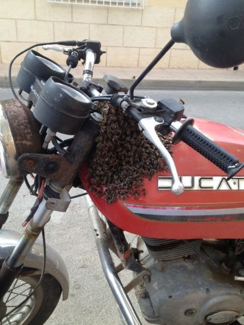Protección Civil retira dos enjambres en diferentes zonas del casco urbano que proliferan con la llegada de la primavera - 2, Foto 2
