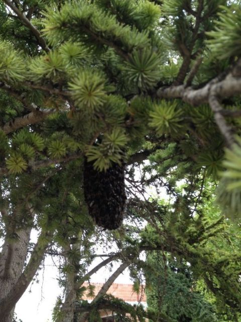 Protección Civil retira dos enjambres en diferentes zonas del casco urbano que proliferan con la llegada de la primavera - 3, Foto 3