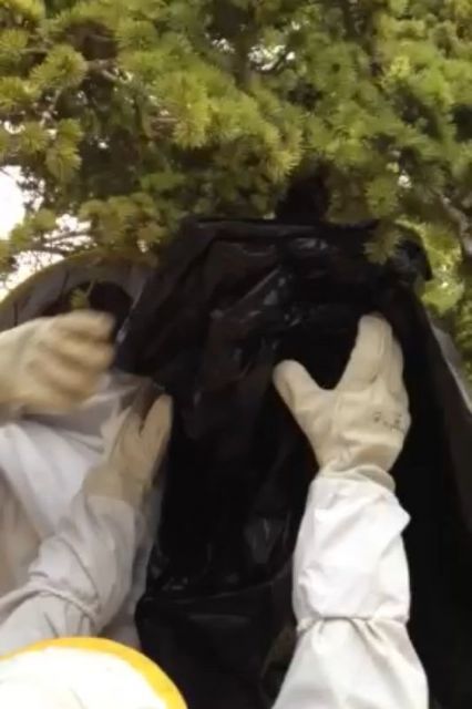 Protección Civil retira dos enjambres en diferentes zonas del casco urbano que proliferan con la llegada de la primavera - 4, Foto 4