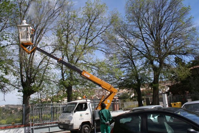 Los olmos del municipio reciben un tratamiento preventivo contra la grafiosis - 1, Foto 1