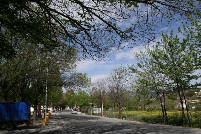 Los olmos del municipio reciben un tratamiento preventivo contra la grafiosis - 3, Foto 3