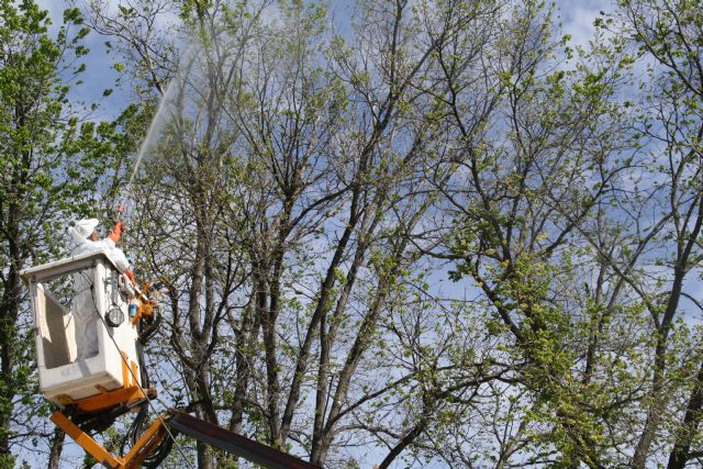 Los olmos del municipio reciben un tratamiento preventivo contra la grafiosis - 4, Foto 4