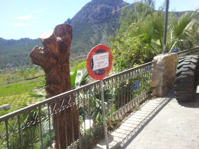 UPyD Cieza recrimina la tala de árboles - 1, Foto 1