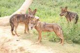 Los expertos de Terra Natura Murcia consiguen constituir una manada completa de lobos ibricos