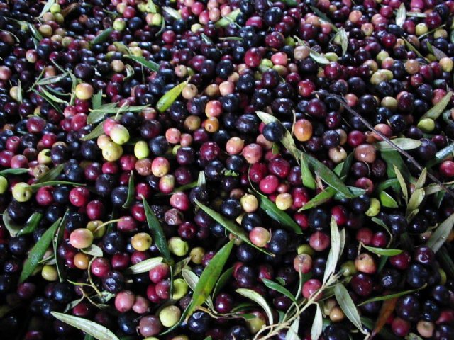 Dos aceites de oliva virgen extra murcianos obtienen medallas de oro y plata en un concurso internacional de Los Ángeles - 1, Foto 1