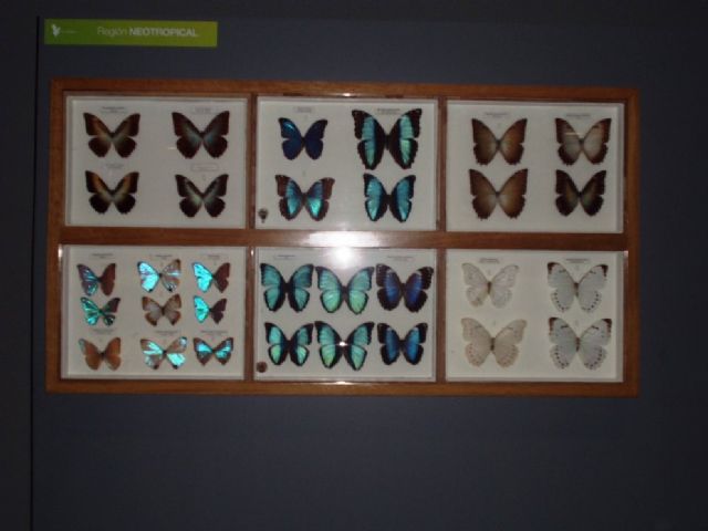 La colección de mariposas, donada por Don Francisco González, sitúa a nuestro Museo como un referente a nivel nacional - 2, Foto 2