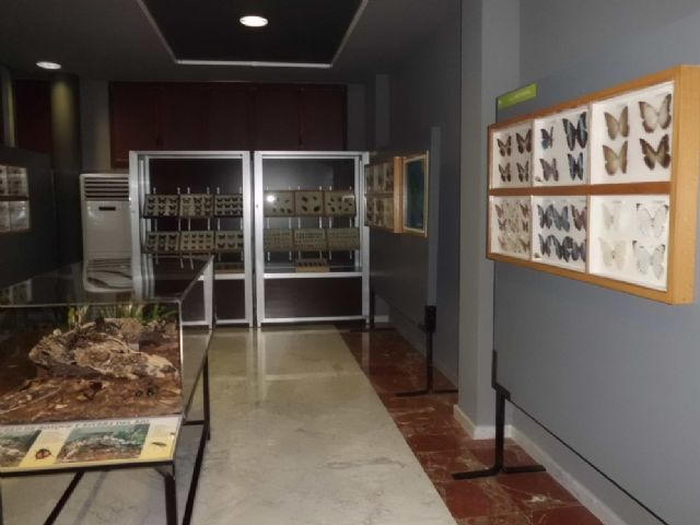 La colección de mariposas, donada por Don Francisco González, sitúa a nuestro Museo como un referente a nivel nacional - 5, Foto 5