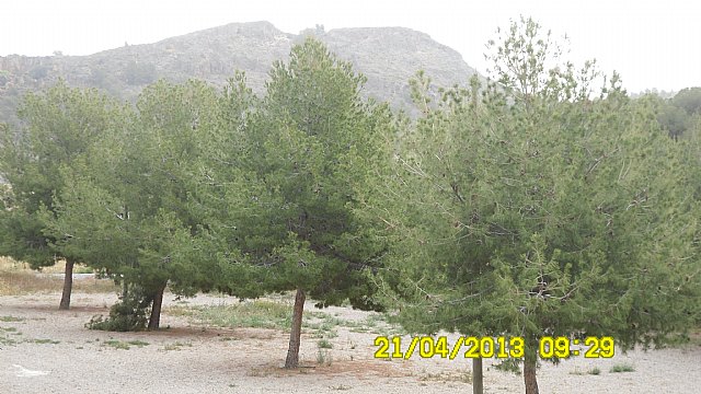 La Asociacin de Vehculos Clsicos de Totana realiz una visita a la Vrgen de la Huerta en Totana - 5