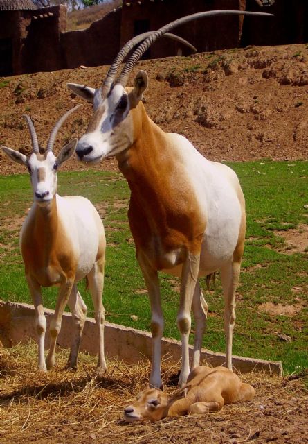 Los expertos de Terra Natura Murcia logran la reproducción en cautividad de un orix dama - 1, Foto 1