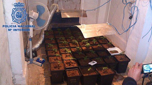 Desmanteladas tres plantaciones de marihuana en sendas viviendas de Cartagena y La Unión - 1, Foto 1