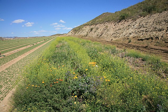 Agricultura desarrolla un proyecto para conservar las poblaciones de abejas silvestres por ser necesarias para los cultivos - 1, Foto 1