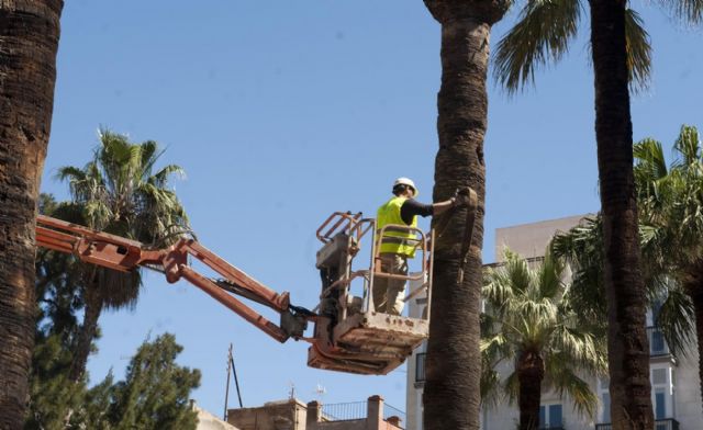 Los ficus jóvenes de la plaza San Francisco son trasladados a sus destinos definitivos - 1, Foto 1