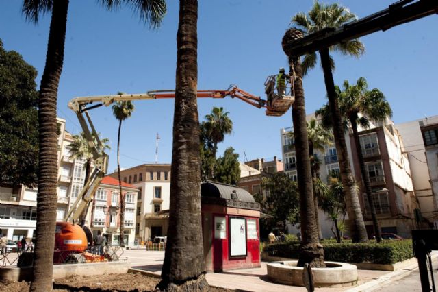 Los ficus jóvenes de la plaza San Francisco son trasladados a sus destinos definitivos - 2, Foto 2