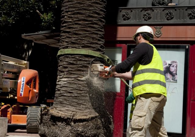Los ficus jóvenes de la plaza San Francisco son trasladados a sus destinos definitivos - 3, Foto 3
