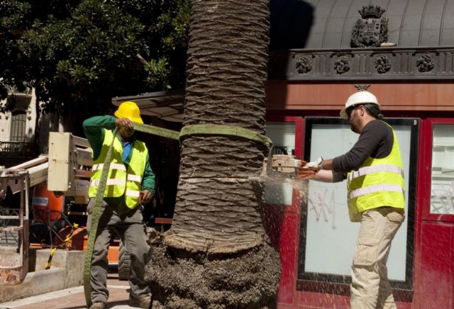 Los ficus jóvenes de la plaza San Francisco son trasladados a sus destinos definitivos - 4, Foto 4