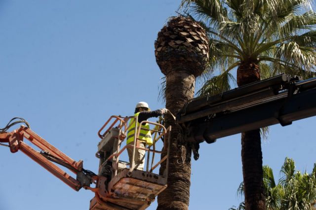 Los ficus jóvenes de la plaza San Francisco son trasladados a sus destinos definitivos - 5, Foto 5