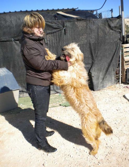 Los perros torreños encuentran hogar en Francia - 4, Foto 4