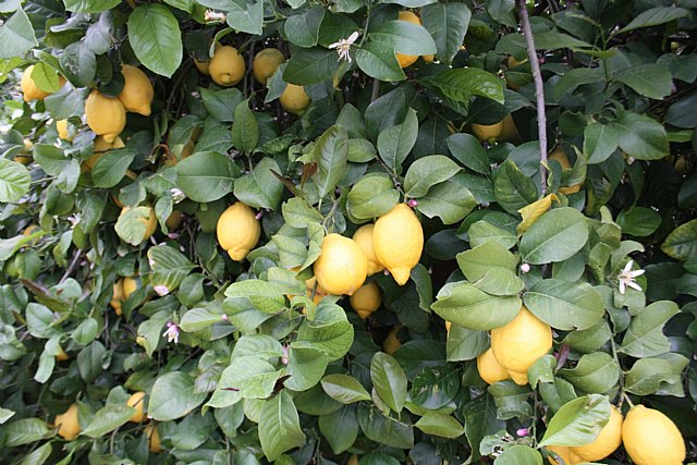 Agricultura destaca la creciente tendencia a la exportación de las producciones murcianas de limón - 1, Foto 1
