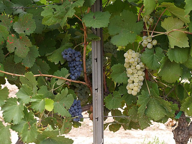 Agricultura investiga la obtención de nuevas variedades de uva de ciclo más largo y que produzcan vinos de mayor calidad - 1, Foto 1
