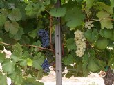 Agricultura investiga la obtencin de nuevas variedades de uva de ciclo ms largo y que produzcan vinos de mayor calidad
