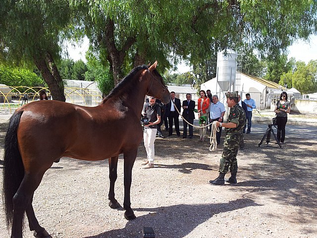 La parada de sementales del CIFEA de Lorca inseminará este año a más de un centenar de yeguas para la mejora genética de la raza - 1, Foto 1