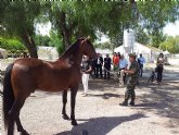 La parada de sementales del CIFEA de Lorca inseminar este año a ms de un centenar de yeguas para la mejora gentica de la raza