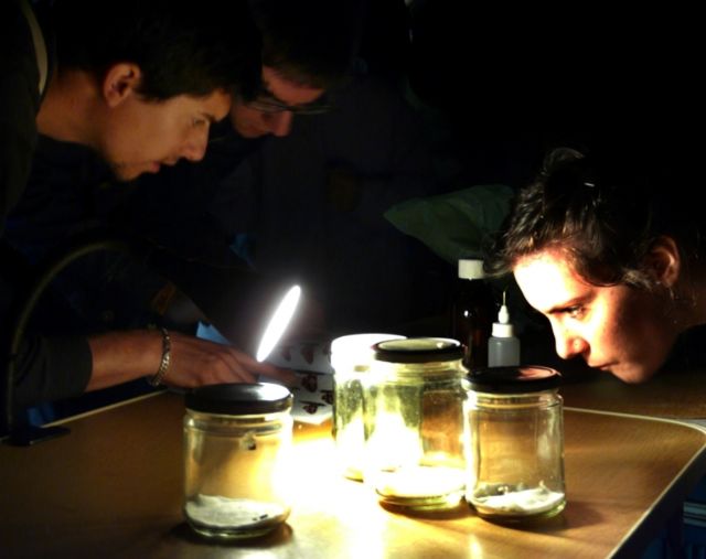 El pasado fin de semana se desarrolló la actividad La noche de los insectos - 3, Foto 3