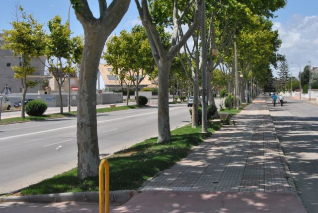 Las plataneras del paseo entre San Javier y La Ribera responden bien al tratamiento contra la pérdida de hojas - 1, Foto 1