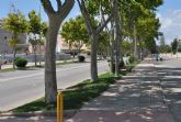 Las plataneras del paseo entre San Javier y La Ribera responden bien al tratamiento contra la prdida de hojas