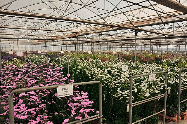 Inspectores de Chile visitan la Región para evaluar el estatus fitosanitario de cara a la apertura del mercado de esquejes de clavel - 1, Foto 1