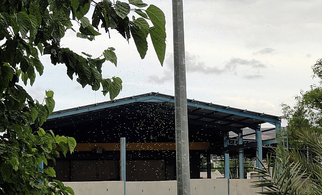 El Grupo Socialista exige al PP que fumigue con urgencia en los barrios y pedanías afectados por las plagas de mosquitos - 1, Foto 1