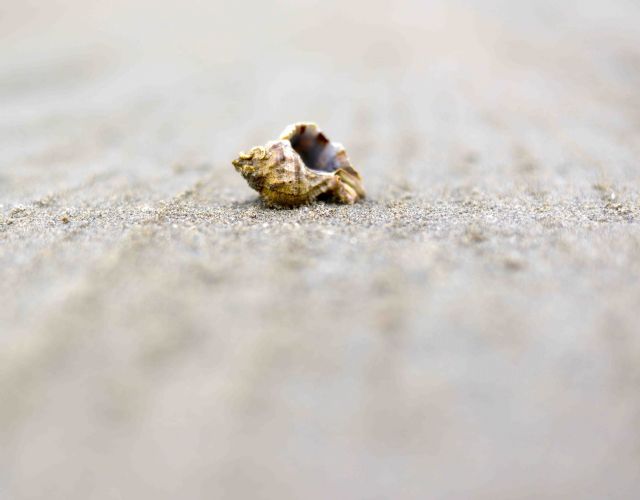 Solana inaugura esta tarde en el Arqua, Playa Vacante - 2, Foto 2