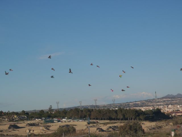 El II Campeonato regional juvenil de palomos deportivos concentra en Ceutí a 70 jóvenes palomistas - 1, Foto 1