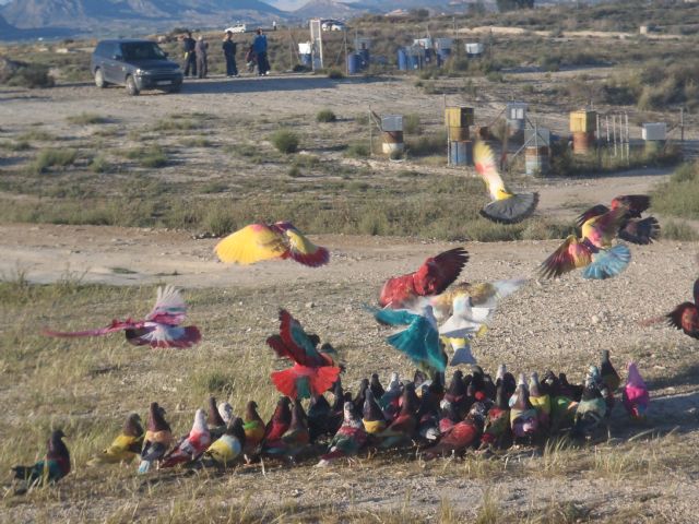 El II Campeonato regional juvenil de palomos deportivos concentra en Ceutí a 70 jóvenes palomistas - 3, Foto 3