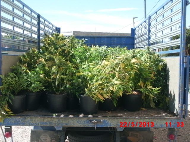 La Policía Local de Molina de Segura, en colaboración con la Policía Judicial, incauta 150 plantas de marihuana y detienen a dos personas por presunto delito contra la salud pública - 1, Foto 1