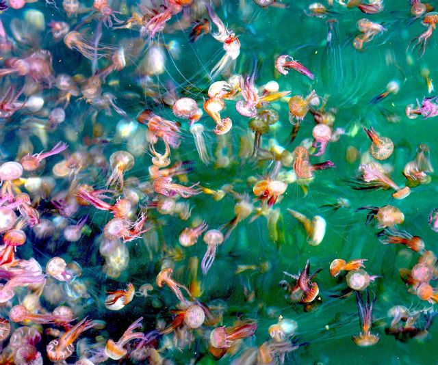 Playa Vacante, la mirada de Solana en el ARQUA - 1, Foto 1