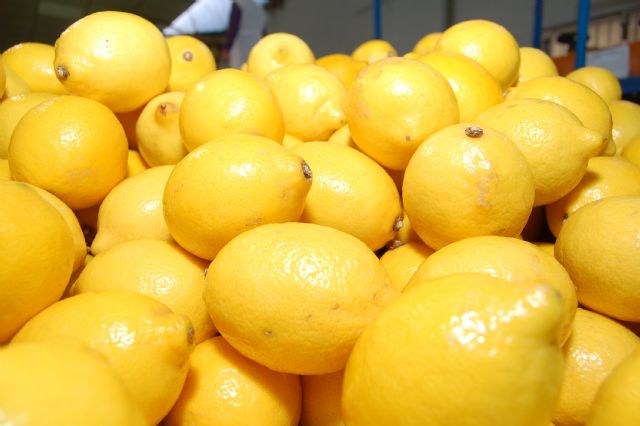 ASAJA Murcia ``valora muy positivamente´´ la homologación de los contratos de compraventa de limones y pomelos - 1, Foto 1