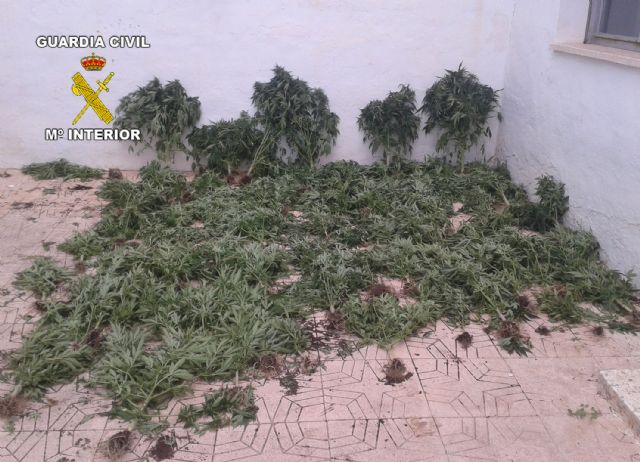 La Guardia Civil desmantela dos invernaderos clandestinos de marihuana con más de 300 plantas - 2, Foto 2