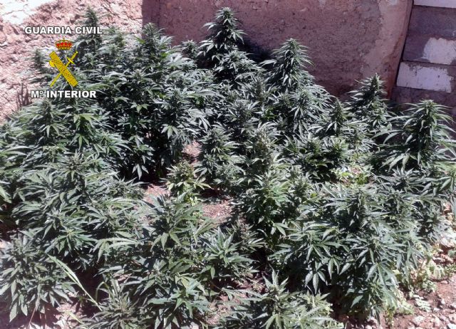 La Guardia Civil desmantela dos invernaderos clandestinos de marihuana con más de 300 plantas - 3, Foto 3