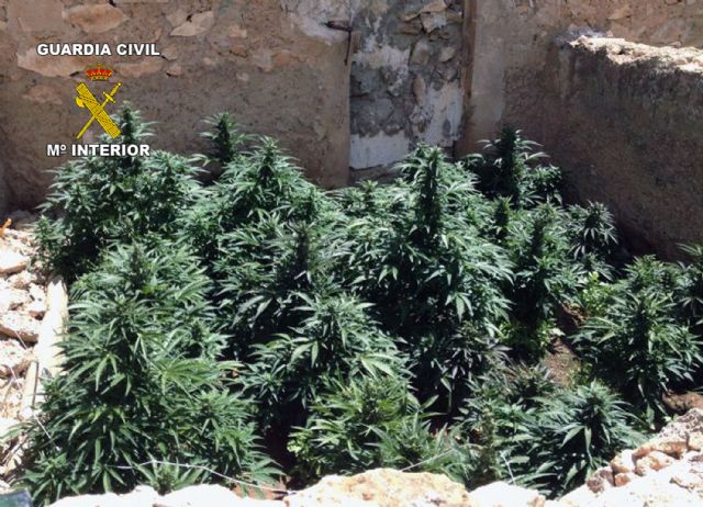 La Guardia Civil desmantela dos invernaderos clandestinos de marihuana con más de 300 plantas - 4, Foto 4