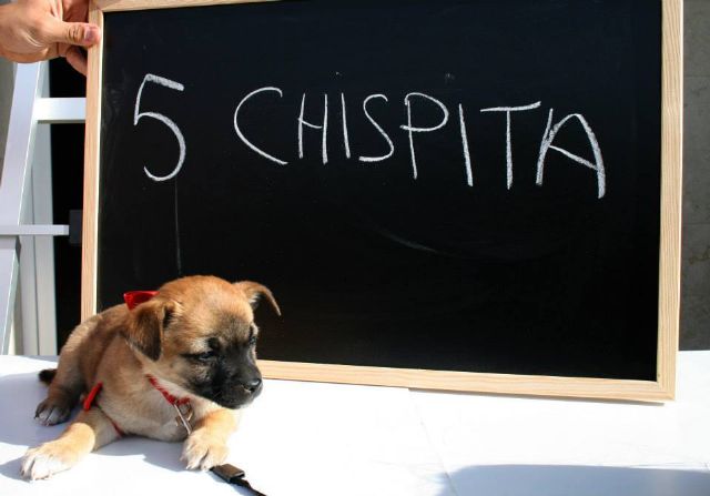 Lorquí busca su mascota para 2013 - 2, Foto 2