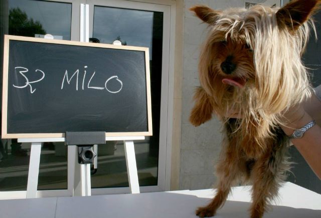 Lorquí busca su mascota para 2013 - 3, Foto 3