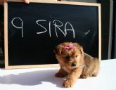 Lorqu busca su mascota para 2013