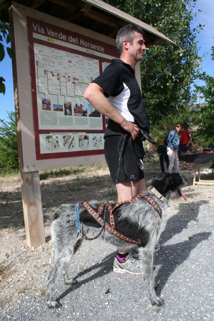 Corredores de varias nacionalidades participan en el I Canicross del Noroeste en el Día de la Región de Murcia - 2, Foto 2