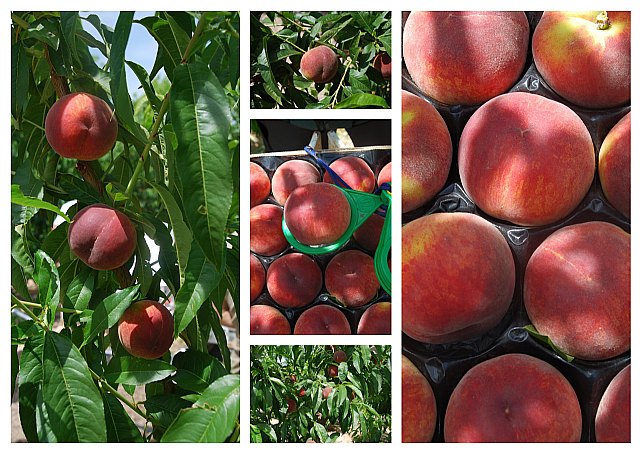 Agricultura obtiene cinco nuevas variedades de melocotón y nectarina mediante un programa de mejora genética - 1, Foto 1