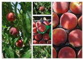 Agricultura obtiene cinco nuevas variedades de melocotn y nectarina mediante un programa de mejora gentica