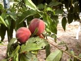 Agricultura estima un incremento en la cosecha de melocotn del 24 por ciento respecto al año anterior